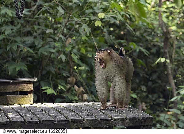 Malaysia  Borneo  Sepilok Orangutan Rehabilitation Centre  yawning Northern pig-tailed macaque