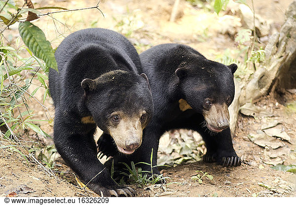 Malaysia  Borneo  Sepilok  two sun bears