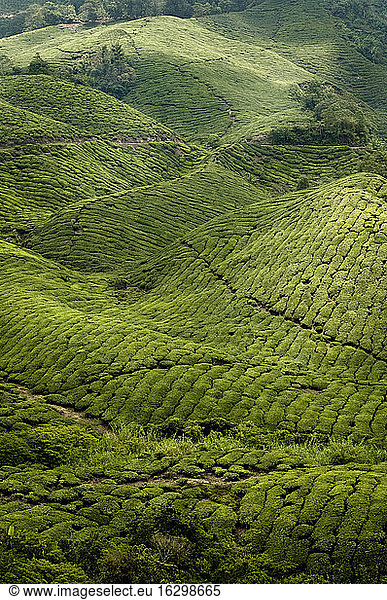 Malaysia  Cameron Highlands  Tea field
