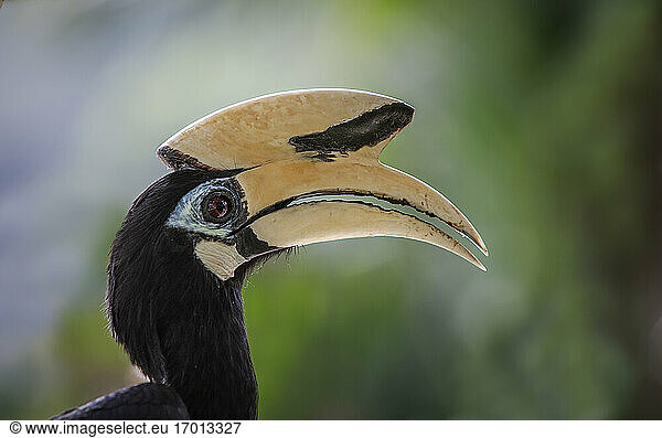 Malaysia  Kopf des Orientalischen Elsterhornvogels (Anthracoceros albirostris)