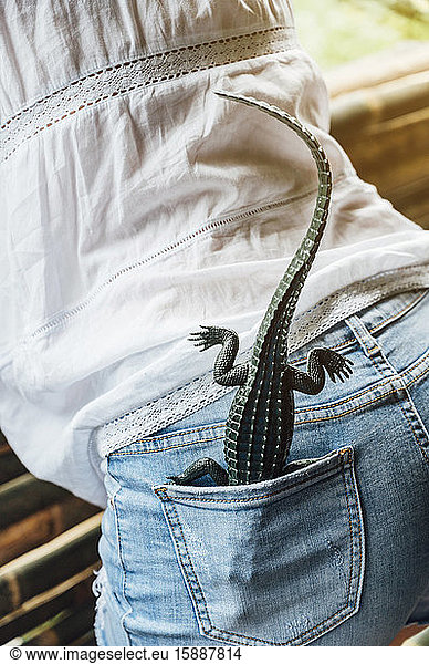 Malaysia  Toy crocodile sticking out of pocket of jeans shorts