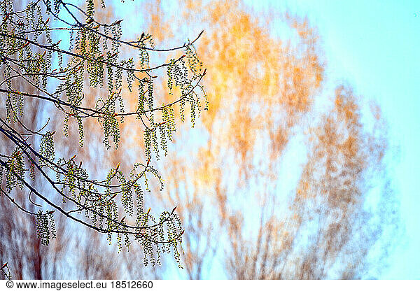 Male and female catkins of a poplar. Populus sp