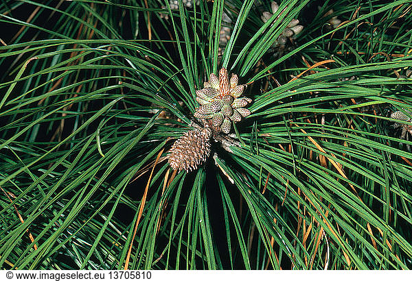 Male and female cones of the loblolly pine (Pinus taeda) in Sneads Ferry  North Carolina.