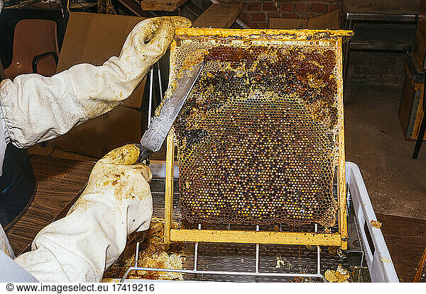 Male beekeeper removing honey with knife