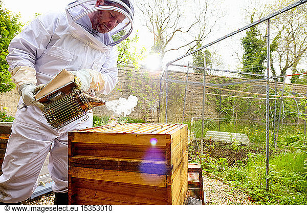 Male beekeeper using bee smoker on beehive in walled garden