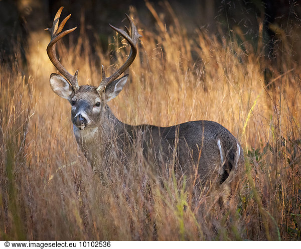 Male deer with antlers at sunrise  camouflaged by tall grass.