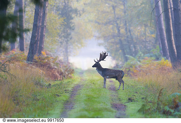 Male Fallow Deer (Cervus dama) on Dirt Road in Autumn, Hesse, Germany