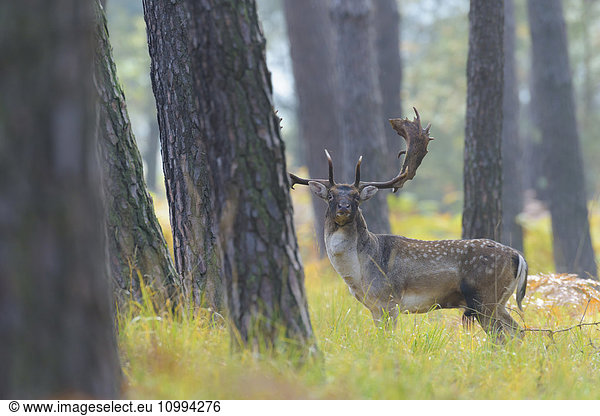 Male Fallow Deer (Cervus dama) in Autumn  Hesse  Germany