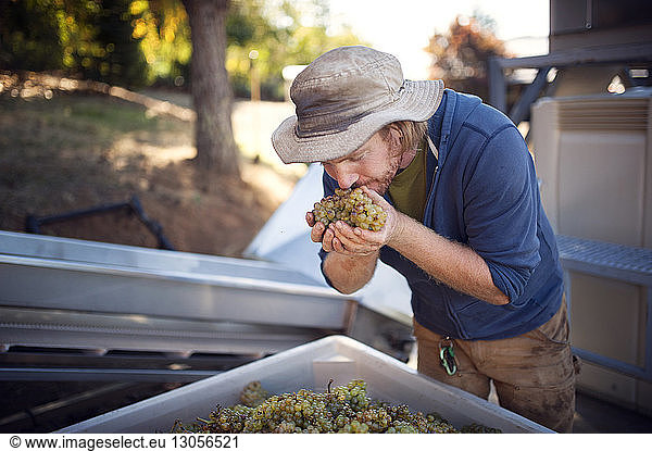 Male farmer checking grapes in container
