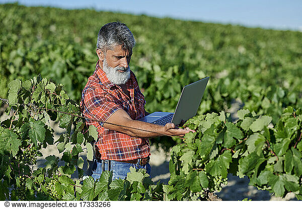 Male farmer with laptop analyzing grape vines on sunny day