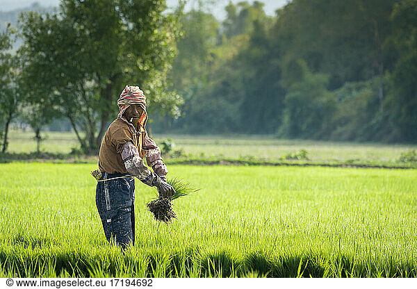 Male farmer working on a rice field near Kengtung and looking at camera  Myanmar