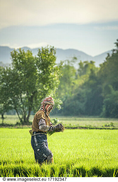 Male farmer working on a rice field near Kengtung and smoking Burmese cigar  Myanmar