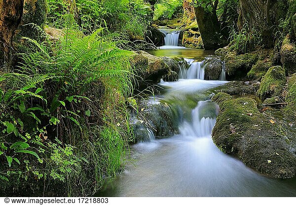 Male-fern (Dryopteris filix-mas) at the stream  waterfall  Bad Urach  Baden-Württemberg  Germany  Europe