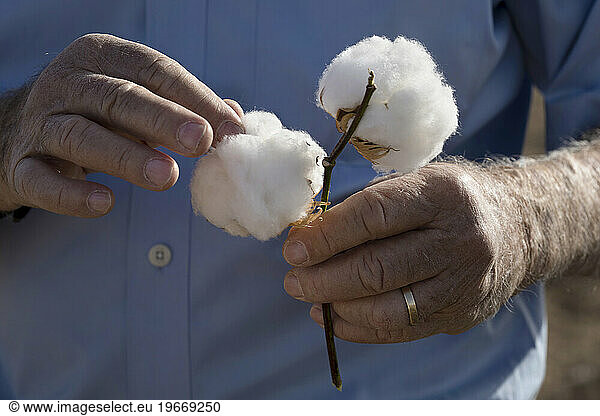 Male hands holding cotton bolls