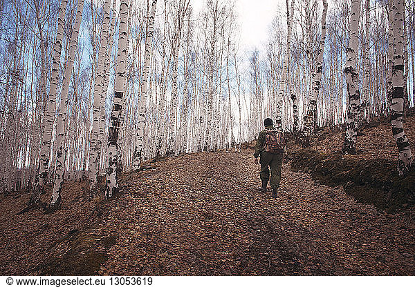 Male hiker waking in forest