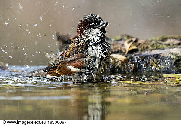 Male homemade sparrow (Passer domesticus) bathing in a stream. Spain