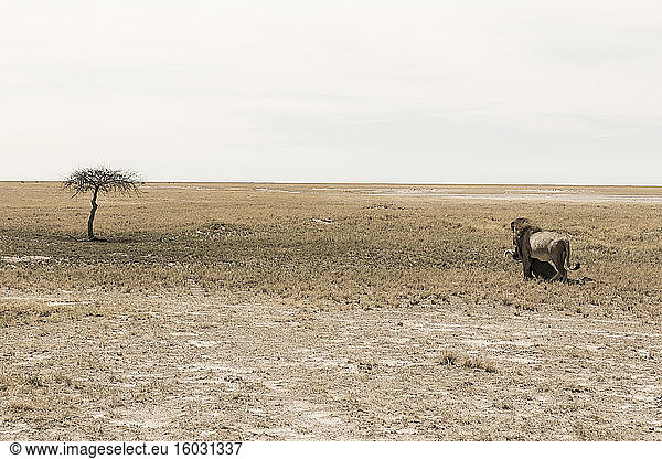 Male lion and dead wildebeest  Kalahari Desert