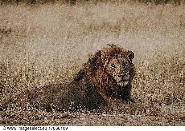 Male lion rests on ground in grass  Kruger Park  South Africa
