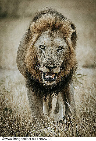 male lion walks through grass  Kruger National Park  South Africa
