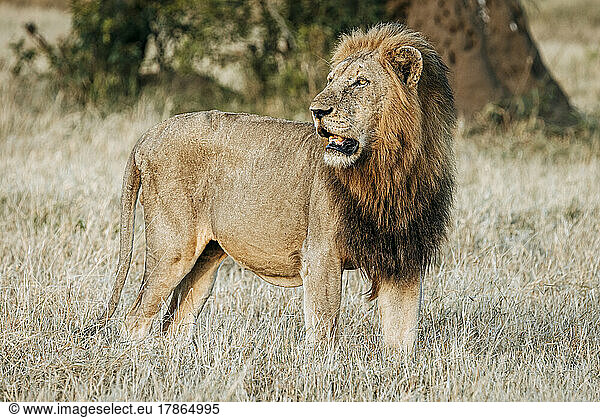 Male lion with mane watches the bush  Kruger Park  South Africa