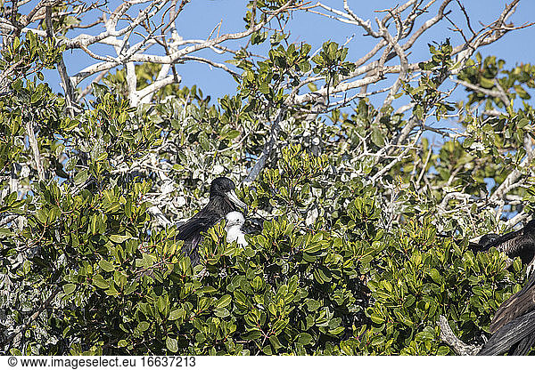 Male magnificent frigatebird (Fregata magnificens) with chick in the net  Eastern Pacific Ocean  Bahia Magdalena  Baja California  Mexico