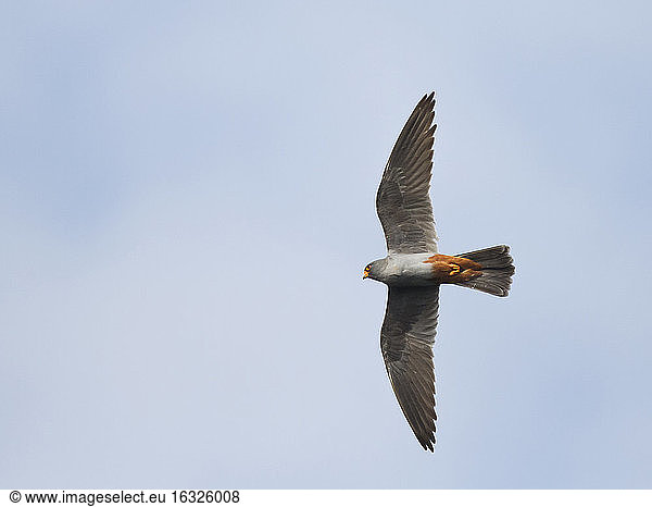 Male red-footed falcon  Falco vespertinus  flying