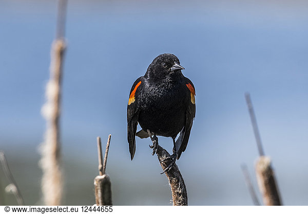 Male Red-winged blackbird (Agelaius phoeniceus) perched on a cattail  Ridgefield  Washington  United States of America