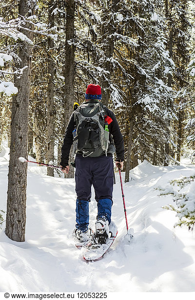 Male Snowshoer On Snow Covered Trail Along Snow-Covered Evergreen Trees; Alberta  Canada