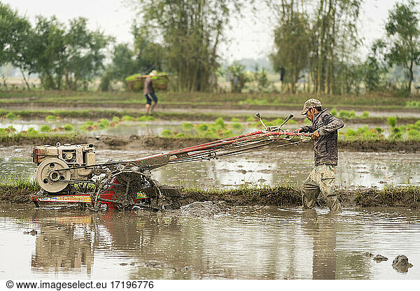 Male worker ploughing rice field in deep mud and water  Kengtung  Myanmar