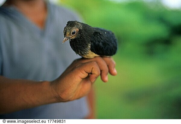 Maleo (Macrocephalon maleo) -Küken  an der Hand eines Försters  Tambun Maleo Nistplätze  Sulawesi  Indonesien  Asien