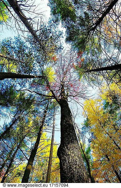 Malerische Herbstfarben in der Nähe von Elkhart Indiana IN.