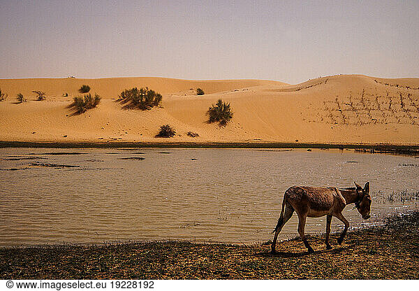 Mali  the almost dry lake “Lac Faguibine in the Sahel region. Mbouna (Mali)  December 1997.