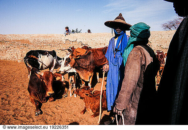 Mali  Tuareq (“The blue men of the desert) with their camels north of Timbuktu. The Tuareq belong to the Berbers and traditionally live as nomads in the Sahara and the Sahel zone. The Tuareq live mainly in North and West Africa as a minority. Tamaschek is the language of the Touareg  the Tuareq cattle market north of Timbuktu. Timbuktu  December 1997.