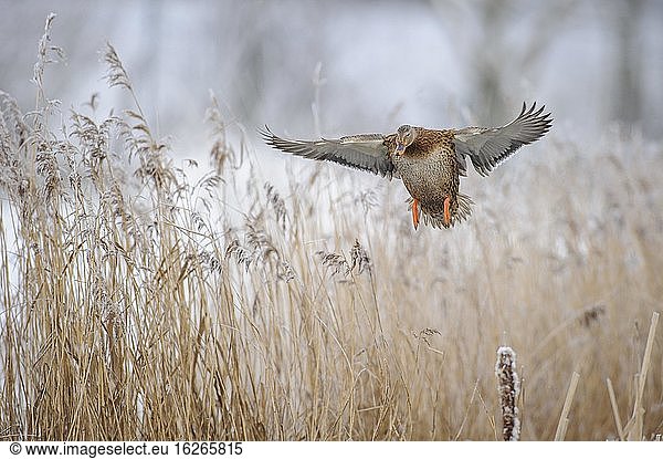 Mallard ( Anas platyrhynchos) female in winter  flying over reeds with hoarfrost  Lower Saxony  Germany  Europe
