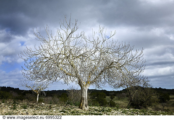Mallorca Spanien