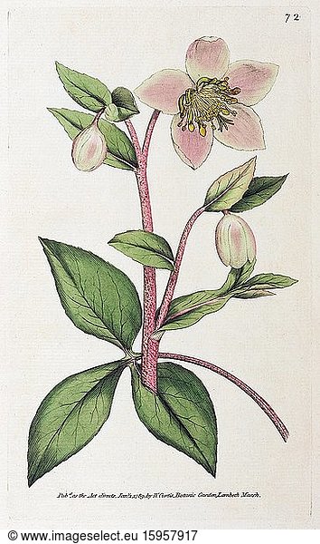 Mallorcan hellebore (Helleborus lividus)  hand-coloured copperplate engraving from William Curtis Botanical Magazine  London  1789