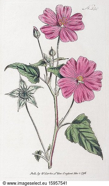 Mallow (Anoda cristata)  hand-coloured copperplate engraving from William Curtis Botanical Magazine  London  1796