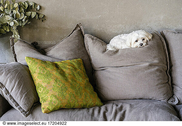Maltese dog resting on cushion against wall