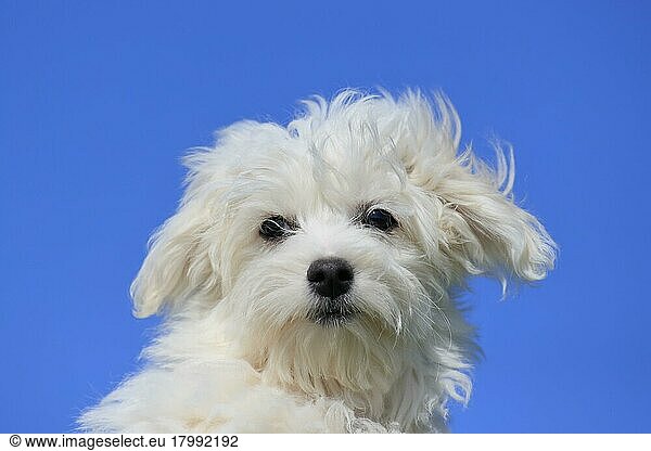 Maltese domestic dog (Canis lupus familiaris)  puppy blue background  portrait  Rhineland-Palatinate  Germany  Europe
