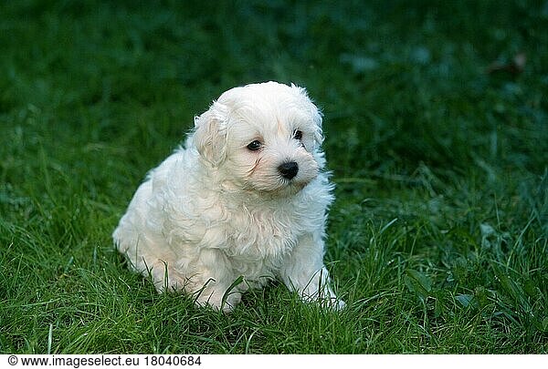 Maltese puppy  6 weeks old  Malteser-Welpe  6 Wochen alt (Saeugetiere) (mammals) (animals) (Haushund) (domestic dog) (Haustier) (Heimtier) (pet) (außen) (outdoor) (Wiese) (meadow) (weiß) (white) (Querformat) (horizontal) (sitzen) (sitting) (Jungtier) (young)