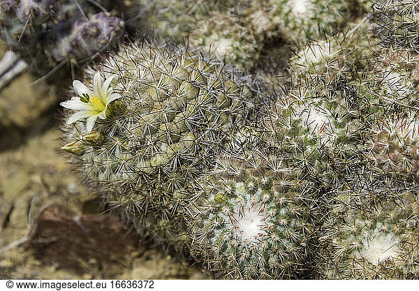 Mammillaria neopalmeri is found on only two islands of the Baja California Pacific coast  San Benito and Gadalupe Islands.