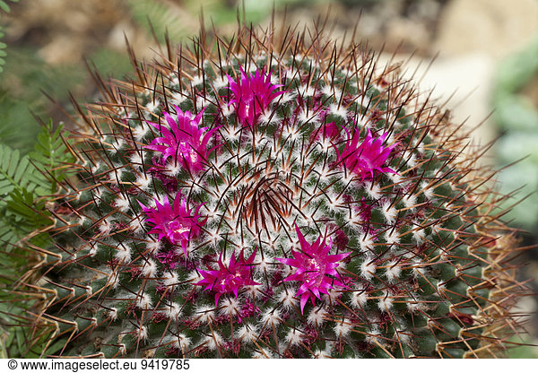 Mammillaria polythele Kaktus Vorkommen in Mexiko