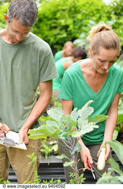 Man and woman inspecting plants in vegetable garden
