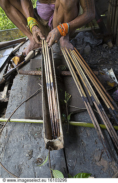Man applying poison on his arrows before going hunting  Pulau Siberut  Sumatra  Indonesia