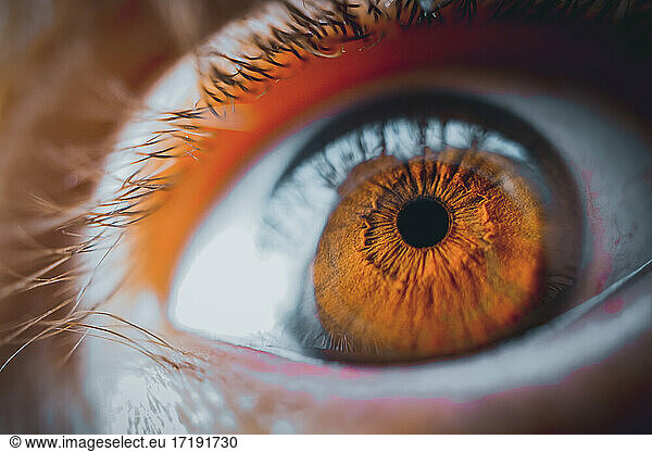 man brown eye  brown iris