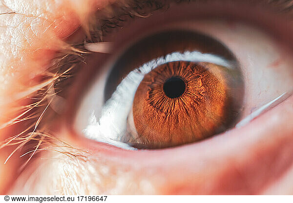 man brown eye  brown iris