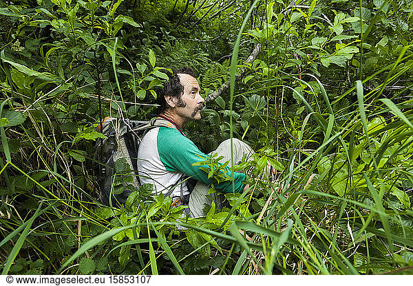 Man bushwacks thick vegetation on hike in Kenai Peninsula  Alaska