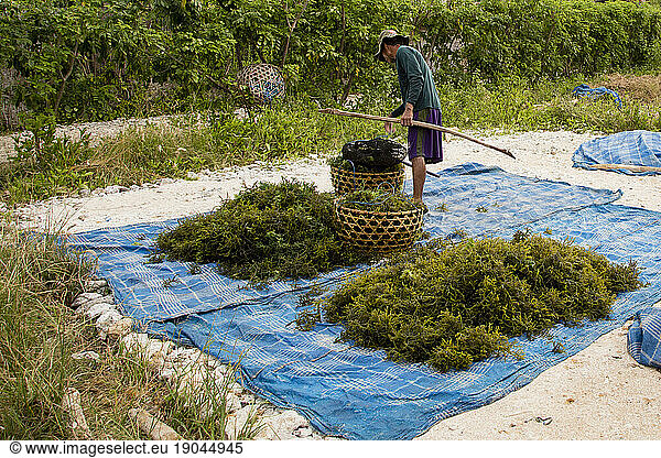 Man carrying a stick laying seaweed on blue mats to dry