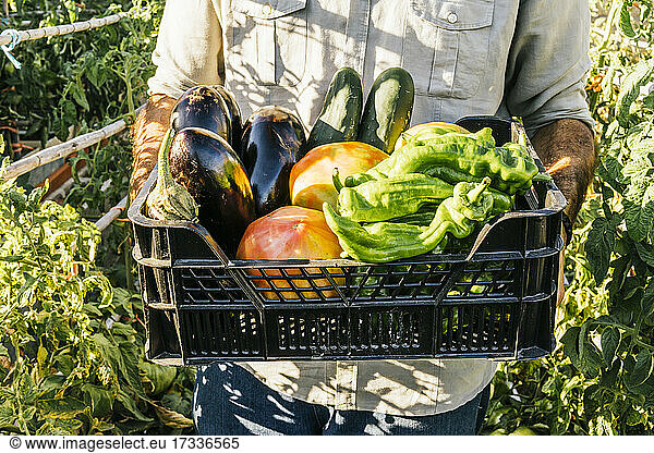Man carrying crate of fresh vegetables in organic garden