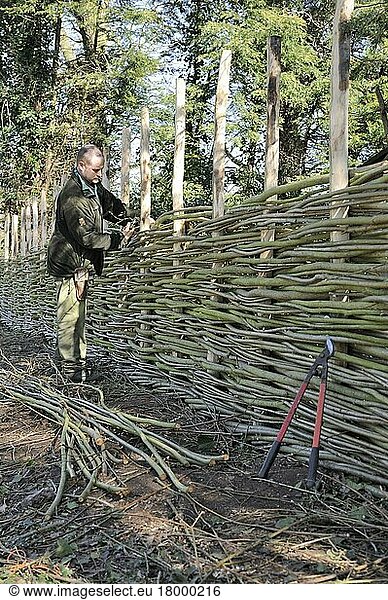Man constructing traditional wattle willow-weave fence  Norfolk  England  United Kingdom  Europe